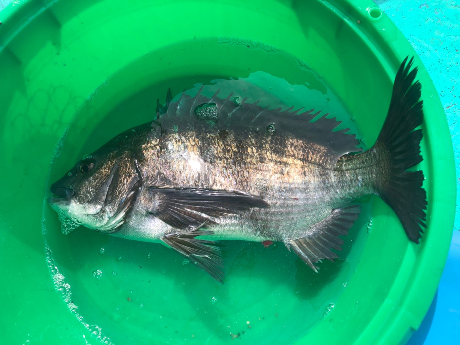 海上北 南の風でした 黒鯛良型 数釣り ヒラメ マゴチ カワハギ アオリイカ 白キス釣れています